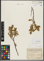 Foto von Salix hastata L.